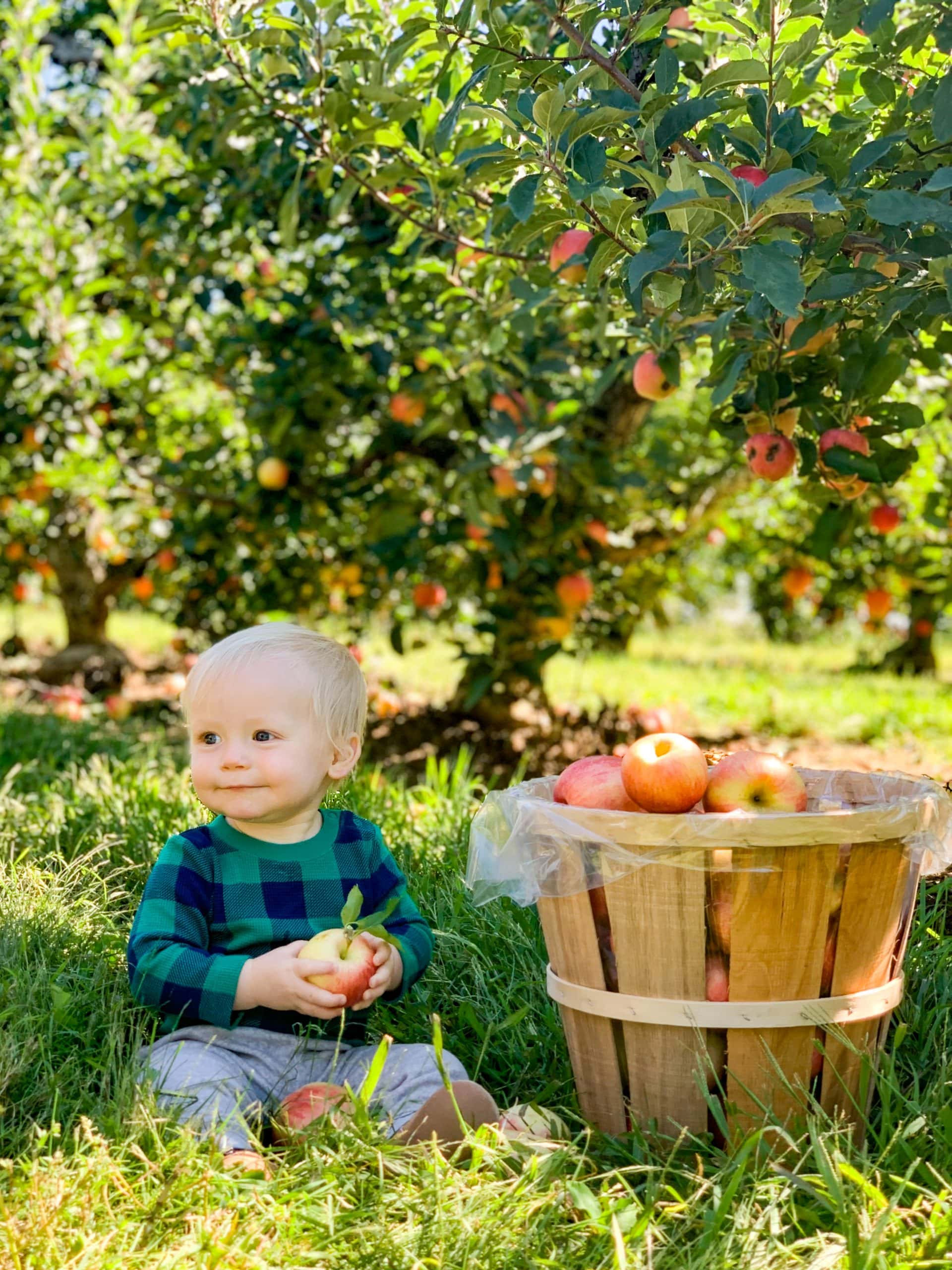 baby boy with bucket of apples